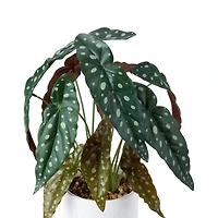 Anko Spotted Plant In Pot