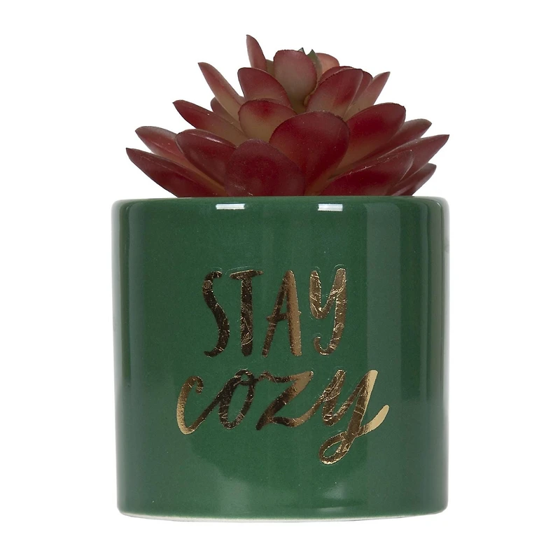Fausse plante grasse miniature Stay Cozy Bice