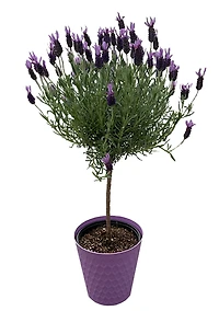 PFS 7po Lavende Arbuste - Plante Vivante en pot de 7po (Article Unique)
