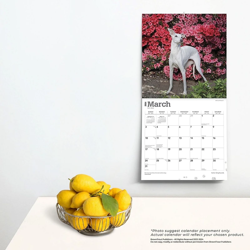 BrownTrout Italian Greyhounds 2024 12x24 Inch Square Wall Calendar, 9781975470708