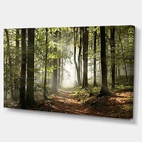 Designart Green Fall Forest with Sun Rays Canvas Wall Art