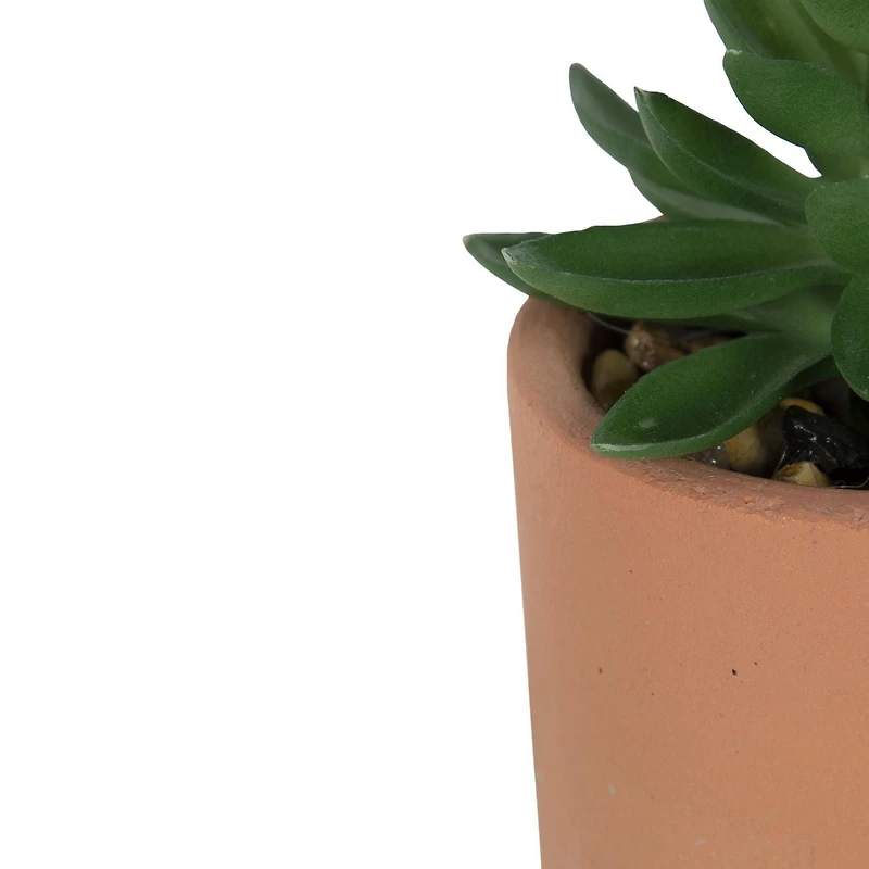 Grande plante succulente dans un pot en terre cuite Mantu