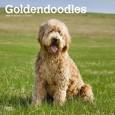 BrownTrout Goldendoodles 2024 12x24 Inch Square Wall Calendar, 9781975462932