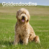 BrownTrout Goldendoodles 2024 12x24 Inch Square Wall Calendar, 9781975462932