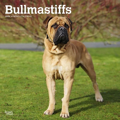 BrownTrout Bullmastiffs 2024 12x24 Inch Square Wall Calendar, 9781975470685