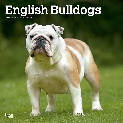 BrownTrout English Bulldogs 2024 12x24 Inch Square Wall Calendar, 9781975462017