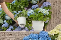 Pot de fleurs Mainstays Basic Bell 30 cm, blanc, design classique avec soucoupe intégrée, résistant aux intempéries. cloche blanc 12 po plateau. Durable, léger et