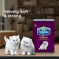 Mouchoirs Royale Velour, 12 boîtes, 82 mouchoirs par boîte