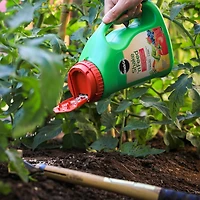 Miracle-Gro Shake N Feed Tomato, Fruits & Vegetables Plant Food 10-5-15  2.04 Kg