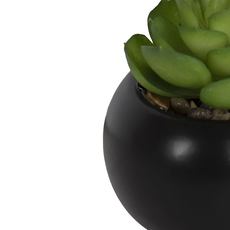 Plante succulente ronde noire Mantu