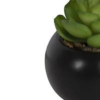 Plante succulente ronde noire Mantu