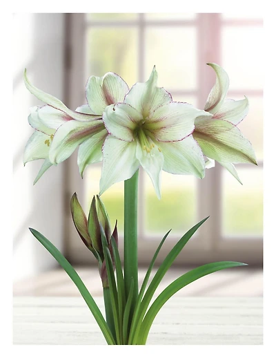TASC BULBS AMARYLLIS GREEN MAGIC- 1 BULB