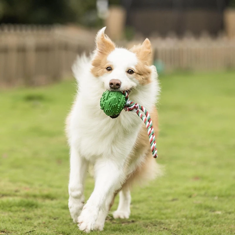Jouet pour chien avec balle en caoutchouc et corde Vibrant Life