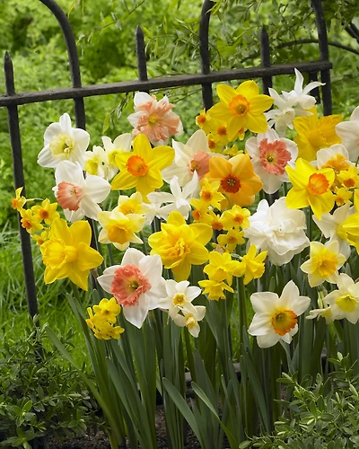 TASC Narcissi Long-Lasting Assorted