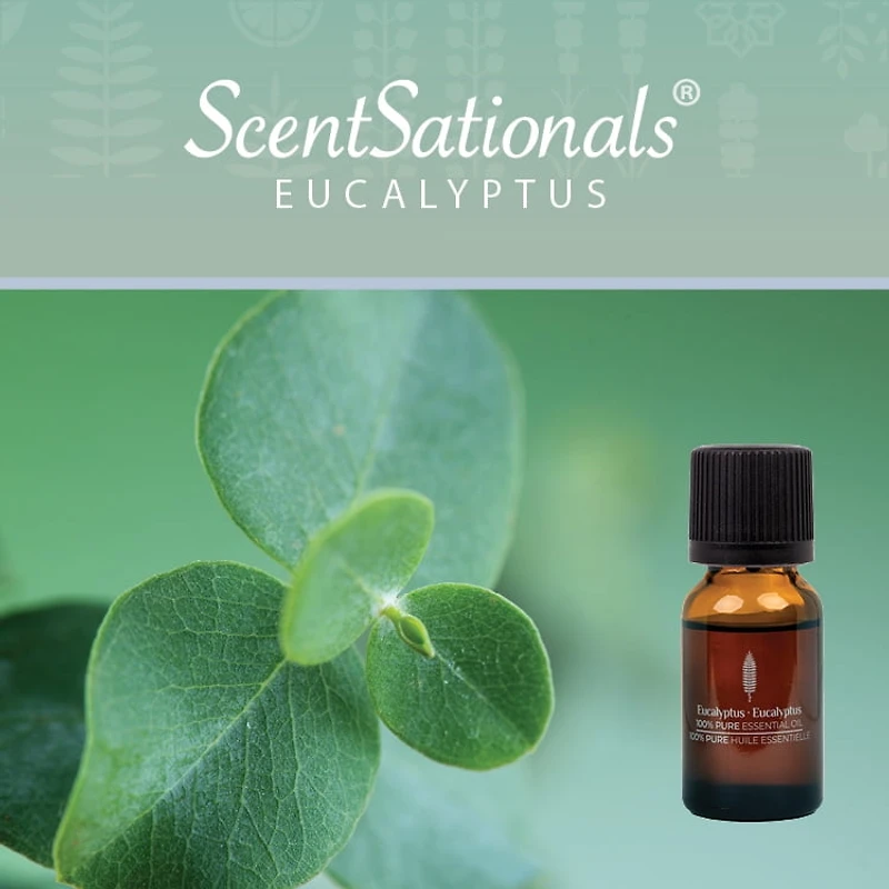 Huile Essentielle 100% ScentSationals - Eucalyptus 15 ml (0,5 une fois liquide)