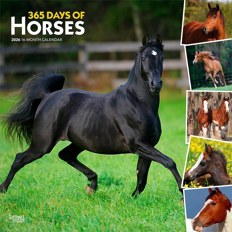 Horses, 365 Days of, 2026 Square Flap