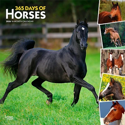 Horses, 365 Days of, 2026 Square Flap