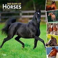 Horses, 365 Days of, 2026 Square Flap