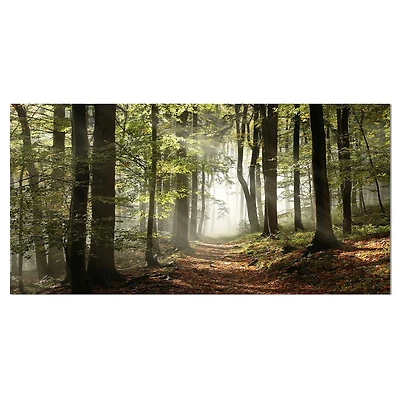Designart Forêt verte d'automne avec des rayons de soleil Art mural sur toile