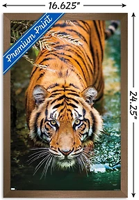 Tiger - Water Wall Poster, 22.375" x 34" Framed