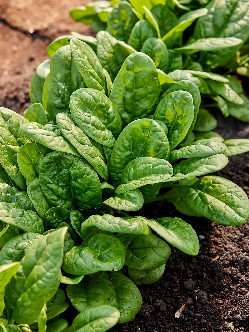 Burpee Organic Bloomsdale Long Standing Spinach, Plant Seeds for Home Garden