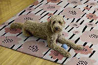 Laurel 5' x 7' Washable Area Rug, Ivory and Pink