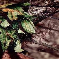 Allen 25332 Vanish Tarp, medium Duty, 8' X 10' Mossy Oak Country, Vanish Tarp