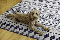 Outdoor Washable Marco Ivory & Blue 5' x 7' Area Rug