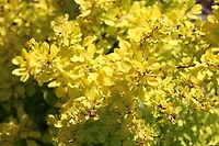 Épine-vinette Golden naine 2 Gal