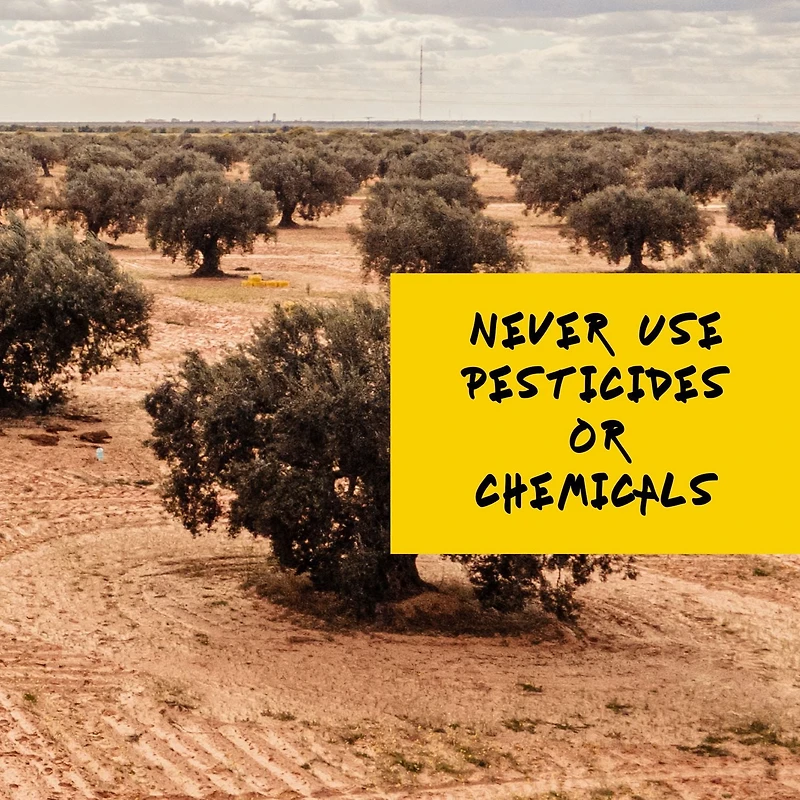 Bella Del Sol Huile D'Olive Extra Vierge Biologique 750ml Premium – Première pression à froid