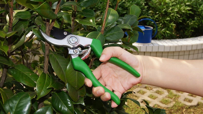 BYPASS PRUNER, PRUNER