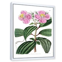 Designart Vintage Plant Life XXIII FLOAT FRAME WALL ART