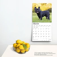 BrownTrout French Bulldogs 2024 12x24 Inch Square Wall Calendar, 9781975462758