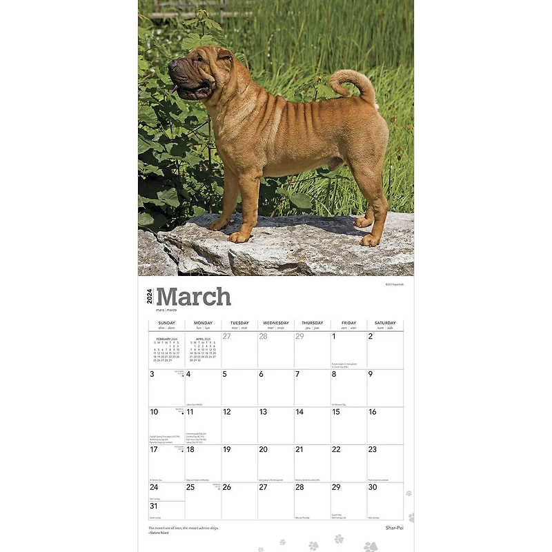 BrownTrout Shar Pei 2024 12x24 Inch Square Wall Calendar, 9781975464950