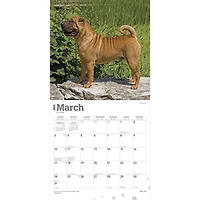 BrownTrout Shar Pei 2024 12x24 Inch Square Wall Calendar, 9781975464950