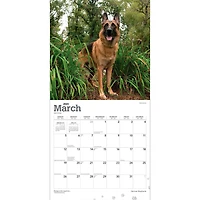 German Shepherds | 2023 12x24 Inch Square Wall Calendar