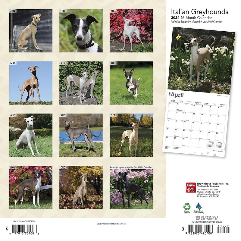 BrownTrout Italian Greyhounds 2024 12x24 Inch Square Wall Calendar, 9781975470708