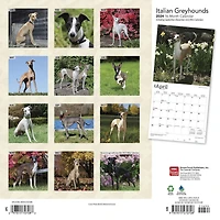 BrownTrout Italian Greyhounds 2024 12x24 Inch Square Wall Calendar, 9781975470708