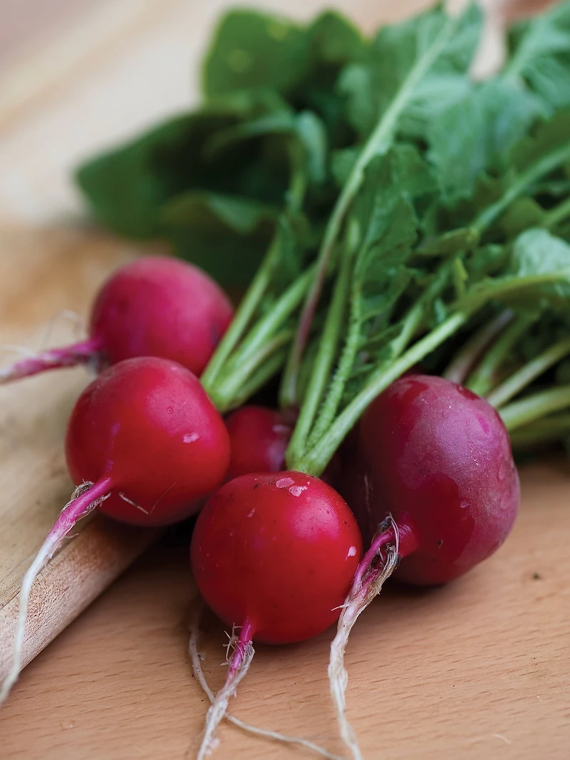 Burpee Cerise Belle Org - Radis