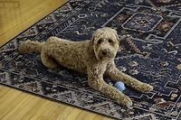 Tapis lavable Larson 5 pi x 7 pi sarcelle et ivoire