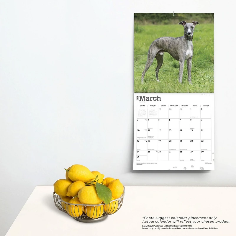 BrownTrout Whippets 2024 12x24 Inch Square Wall Calendar, 9781975470760