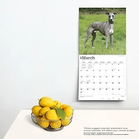 BrownTrout Whippets 2024 12x24 Inch Square Wall Calendar, 9781975470760