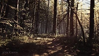 Jeu vidéo Blair Witch pour (PlayStation 4) PlayStation 4
