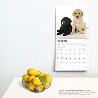 BrownTrout Labrador Retriever Puppies 2024 12x24 Inch Square Wall Calendar, 9781975463526