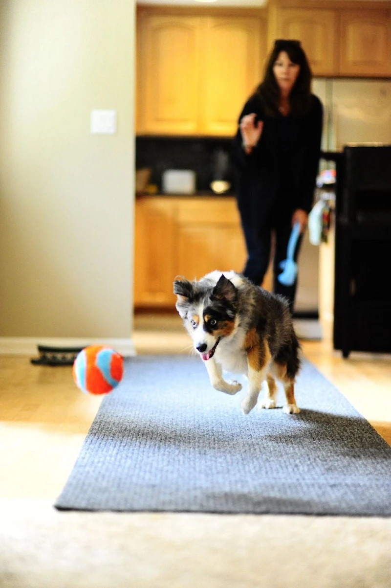 Chuckit! Jouet d'intérieur pour chien