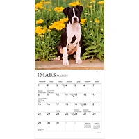 Chiots 2026 Mini 7x7 FRENCH BTCA