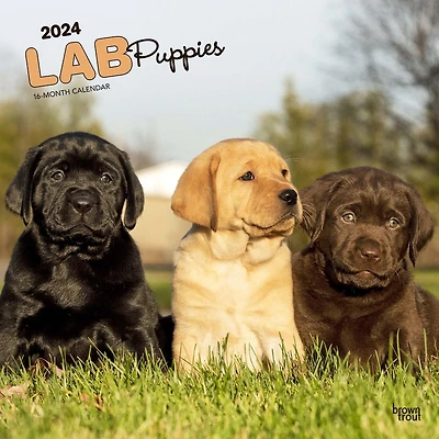 BrownTrout Labrador Retriever Puppies 2024 12x24 Inch Square Wall Calendar, 9781975463526