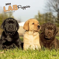 BrownTrout Labrador Retriever Puppies 2024 12x24 Inch Square Wall Calendar, 9781975463526