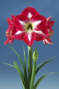 Amaryllis Monte Carlo 1 Bulb