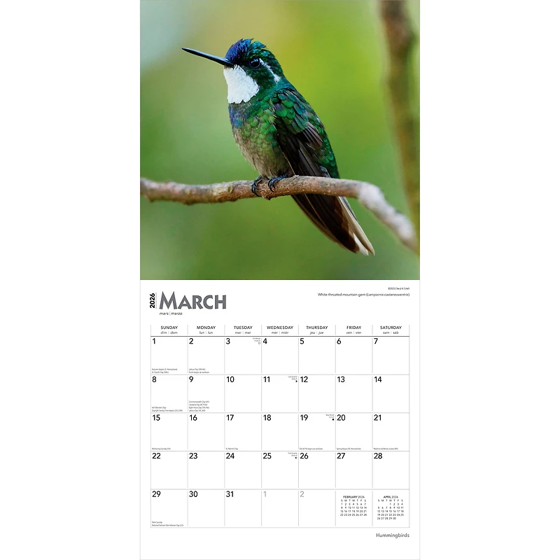 Hummingbirds 2026 Square Flap FOIL